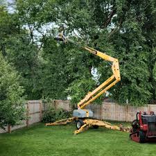 Best Fruit Tree Pruning  in Mckees Rocks, PA