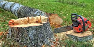 Best Tree Cabling and Bracing  in Mckees Rocks, PA