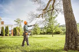 Best Palm Tree Trimming  in Mckees Rocks, PA