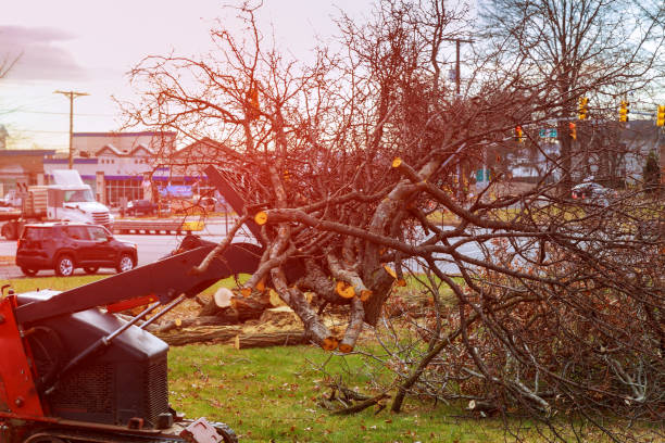 Mckees Rocks, PA Tree Care Company