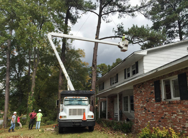Best Tree and Shrub Care  in Mckees Rocks, PA