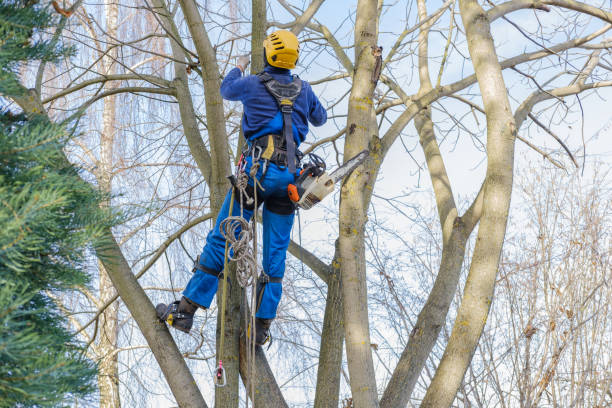 Best Tree Mulching  in Mckees Rocks, PA
