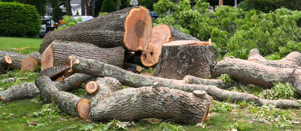 Best Tree Health Inspection  in Mckees Rocks, PA