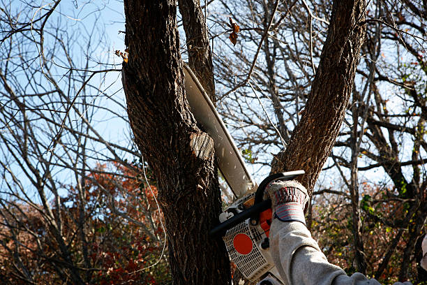 Lawn Renovation and Restoration in Mckees Rocks, PA