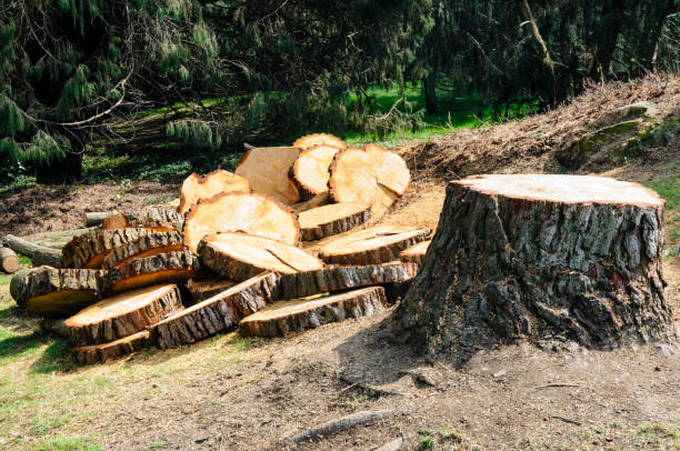 How Our Tree Care Process Works  in  Mckees Rocks, PA